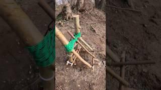 Survival Skills/Wild Animal Trapping#wildcraft #lifehacks #shorts