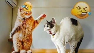  So Funny! Funniest Cats and Dogs  Best Funniest Animals Video 2024 
