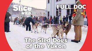 The Historic Dog-Sledding Race in the Yukon | SLICE WILD | FULL DOCUMENTARY