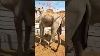 Dubai Camel Farm ️ Love Dubai ️ #shorts #youtubeshorts