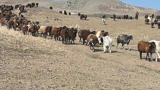 GÜNEŞİN DOĞUŞUYLA BAŞLAYAN GÜN ÖĞLE GÜNEŞİ SUSAYAN SÜRÜ AY IŞIĞI ALTINDA BİTEN GÜN.