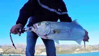 Bluefish on poppers - fishing Greece