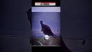 --_--Bird_--_#screaming_#nightfear️