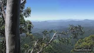 Australian rainforest birds sounds. HD Relaxing