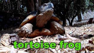 tortoise frog