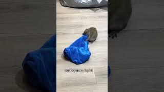 The squirrels left their baby in the safest place in the world.#squirrel #shorts #animals #healing
