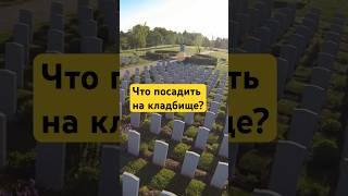 Для кладбища идеально подходят эти растения