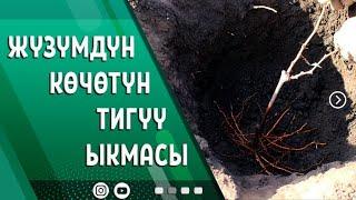 ЖҮЗҮМ КӨЧӨТҮН ТИГҮҮДӨ ФОРМИРОВКАГА ЫЛАЙЫКТОО КЕРЕК...