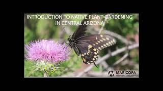 Introduction to Native Plant Gardening in Central Arizona Why use natives? (Part 1)