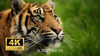 Tiger Photography: Wallpaper Slideshow/Screensaver In 4K Ultra HD | No Music | Vibrant Colours