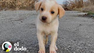 Cachorro encontrado con basura no dejaría de temblar | El Dodo