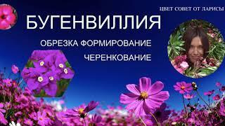 БУГЕНВИЛЛИЯ ОБРЕЗКА ФОРМИРОВАНИЕ ЧЕРЕНКОВАНИЕ / BOUGAINVILLEA PRUNING IS THE FORMATION CUTTINGS