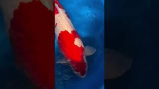 Monster Kohaku: The Biggest You've Ever Seen