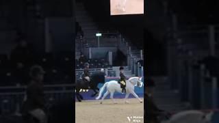Harlow and Panda at London  Anyone got any editing tips? #horse #harlow #equestrian  #Panda