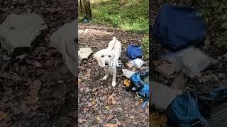 Part 2: I Took My Guide Dog Camping #guidedog #camping #dog #backpacking #visuallyimpaired #dogs