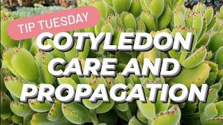 COTYLEDON CARE & PROPAGATION 