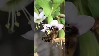 Mysterious about honey bees #shorts #ytshorts #honeybees #misterios