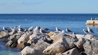 Free of copyright video / Galebovi / Seagull / Larus / Filmed in Rovinj the beach of Hotel Amarin