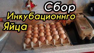 Как хранить инкубационное яйцо