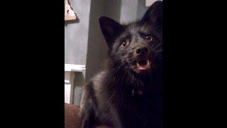 Pet Fox Whining