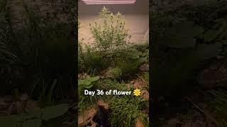The indoor ecosystem garden is humming along 