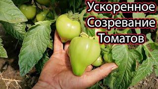 Ускоренное Созревание Томатов | Налив Помидоров в Короткие Сроки