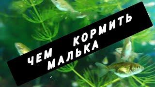 Как вырастить малька золотой рыбки? Чем кормить? Как я поднимаю малька.#золотыерыбки