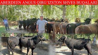 ABERDEEN ANGUS QIRG’IZSTON SHVES BUQALARI KELDI NARXLARNI ESHTIB MAZZA QIVORASIZ