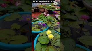 Lotus and Watelily from my home lotus Garden. Watch my video Fertiliser training for lotus & waterli