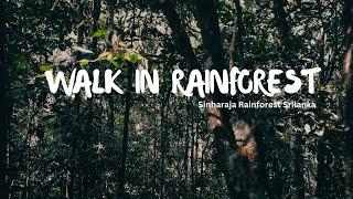 Walk in rainforest | sinharaja rain forest srilanka