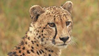 World's fastest land mammal - Learn about CHEETAH