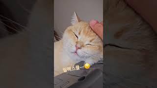 릴렉스큐리~(참을만큼참았다냥ㅋ)#cat #고양이 #냥춘기 #브리티쉬숏헤어#반려묘 #내새꾸