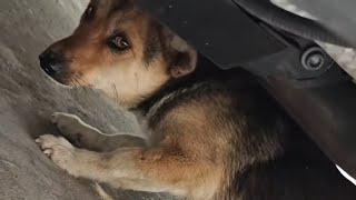 His Hind Legs Were Broken and He Was Left on the Streets, Dragging His Disabled Body
