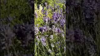 Lavender Heaven: Relaxing Summer Day in France🪻🪻🪻