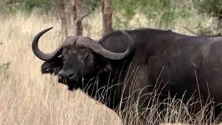 Travel to Botswana with Chris Dorsey for Cape Buffalo on Sporting Classics TV - Season 5 - Episode 9