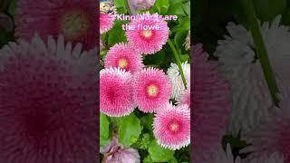 Beautiful Gardens - Kinds Hearts are the Gardens #youtubevideos #beautifulgarden #gardenquotes