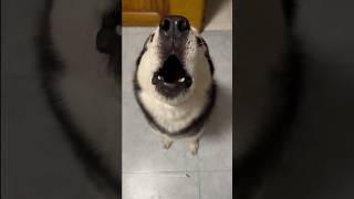 Husky Expectations / Reality Normal dogs vs Huskies | Huskies are pro at saying NO #husky #shorts