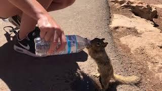 Thirsty Squirrel Grabs Some Water at the Grand Canyon