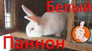 Белый паннон. Впечатления о породе. ЕвроФерма