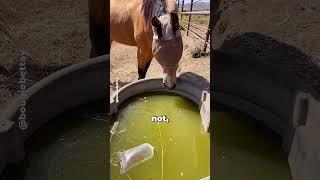 Why Are Goldfish Swimming With Horses?