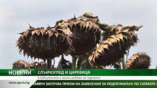 СЛЪНЧОГЛЕД И ЦАРЕВИЦА: Слаба реколта и ниски добиви очакват в Добруджа