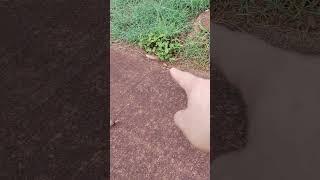 Conservation of Energy 007 (Snails Getting Flooded)