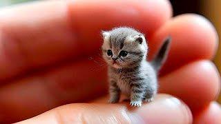 Funny animals - Funny cats / dogs - Funny animal videos 43