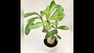 Adenium Obesum | Desert Rose | Bonsai | Flowering Plant | Indoor Plant | Buy Plants Online Chennai