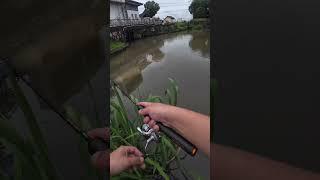 Post-Rain Riverbank Fishing with Soft Bait#fishingvideo #lurefishing