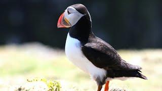 Atlantic Puffin Call Or Sound Video Ultra HD.