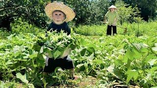 Bibi helps Mom harvest vegetables!