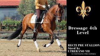 RECTI PRE STALLION BY UTRERANO VII - 4TH DRESSAGE - FOR SALE