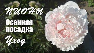 Пионы. Посадка осенью