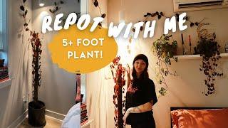 how to repot a HUGE staked vining philodendron | repot with me!